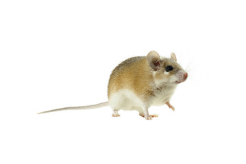 light yellow spiny mouse with white belly on a white background looking past the frame, lifting one paw