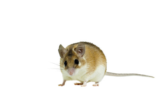 light yellow spiny mouse with white belly on a white background looks into frame