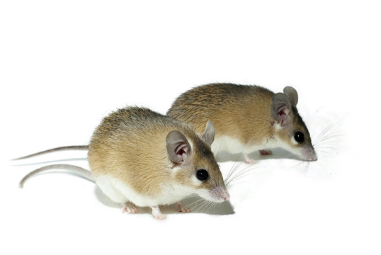 two light yellow spiny mouses with white bellys on a white background