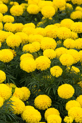 Marigold flowers in the garden