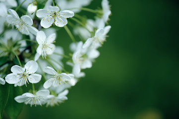 Blossoming of cherry flowers in spring time with green leaves, floral frame