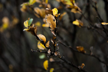 close-up of brown yellow and green Autumn leaves on the branches
