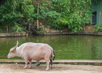 Buffalo taro , open Zoo in Thailand..