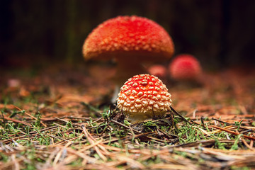 Fly Agaric in the forest