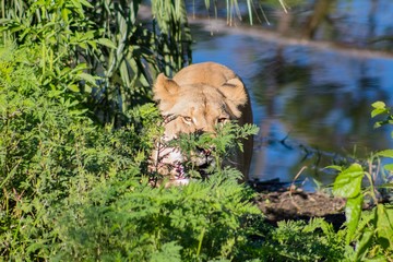 Stalking Lion