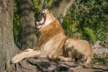 Morning yawning lion