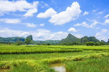 Fototapeta premium Beautiful countryside scenery in summer
