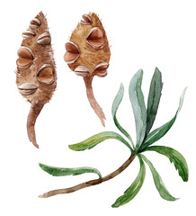 Watercolor banksia flower