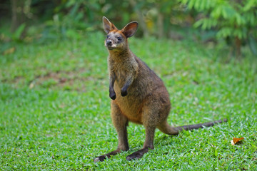 Wallaby marron roux d'Australie de la côte Est entre la Rain forest et la Golden coast . Famille des marsupiaux comme les kangourous.