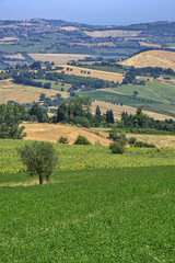 Fototapeta na wymiar Summer landscape near Monterubbiano (Fermo, Marches)