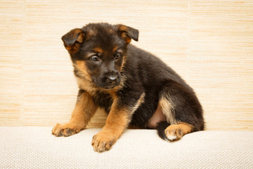 Little puppy of Shepherd