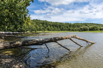 Troncs d'arbres déracinés tombants dans le lac du Jaunay (Vendée, France)