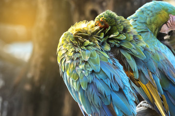 Beautiful feathers of macaw parrot © chamnan phanthong