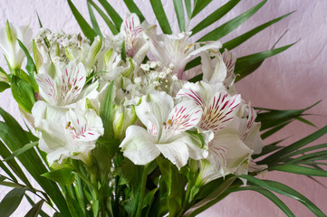 Alstroemeria,commonly called the Peruvian lily or lily of the Incas, is a genus of flowering plants in the family Alstroemeriaceae.