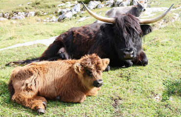 Highland cow and young in mountain meadows Alto Adige Italy