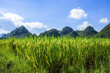 The rice fields and countryside scenery in summer