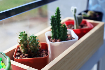Closeup little cute cactus inside window in office interior.