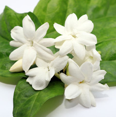 Obraz na płótnie Canvas White jasmine flowers isolated on white background.