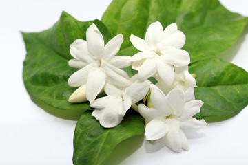 White jasmine flowers isolated on white background.