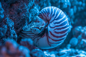 Nautilus shell closeup attached to the rocks