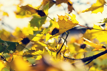 Yellow maple leaves in autumn sunny day blue sky background