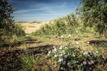 Obraz premium Crop field with olive trees and flowers. Sicily