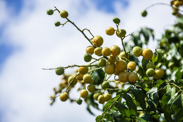 The clausena fruits closeup on the tree 