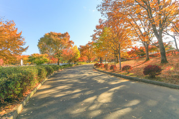 Obraz premium Japan autumn , Beautiful autumn leaves of Obuse park ,Nagano Prefecture,Japan.