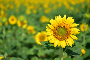Sunflowers bloom in garden.