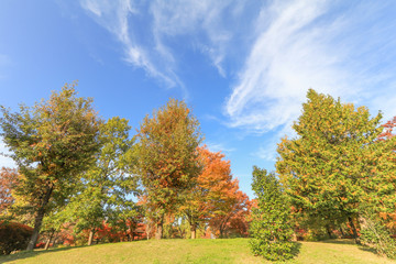 Fototapeta premium Japan autumn , Beautiful autumn leaves of Obuse park ,Nagano Prefecture,Japan.