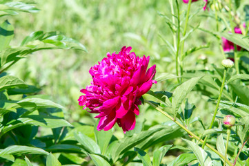 Flowers peonies. a herbaceous or shrubby plant of north temperate regions, which has long been cultivated for its showy flowers.