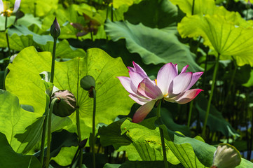 The beautiful blossoming lotus flower closeup in summer 