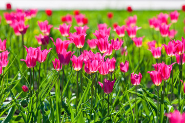 Spring flowers, tulips, Tulips of colorful flowers in the spring. Bulbous plant of the family. Liliaceae with large flowers, shaped like caps.
