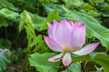 The beautiful blossoming lotus flower closeup in summer 