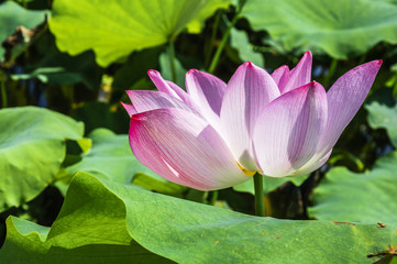 The beautiful blossoming lotus flower closeup in summer 