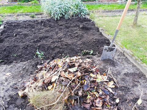 Herbst- oder Winterfurche, Umgraben eines Beetes im Herbst mit Pflanzenresten, Gr&uuml;nd&uuml;ngung zu Aufbesserung der Erde im Garten, N&auml;hrstoffe f&uuml;r den Boden, Anbau von Gem&uuml;se