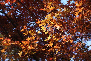 紅葉