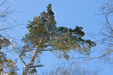 Baumkrone im Winter