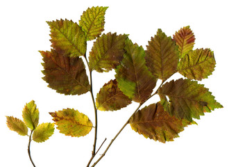 Autumn leaves of oak on branch for herbarium, scrapbooking, floristry,  etc. Isolated on White. High Detail.