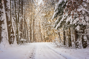 Winterweg, romantischer Winterwanderweg im Wald