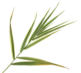 Leaves of grass with stems for herbarium, scrapbooking, floristry,  etc.  Isolated on White. High Detail.