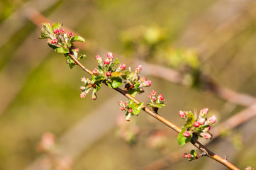 Buds of unblown fruit tree, apple blossom red flowers