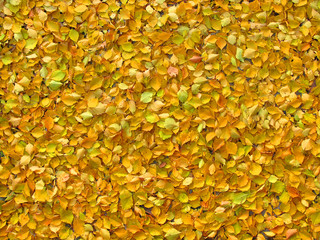 Colorful Autumn Leaves as Background.