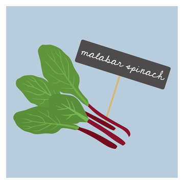 Vector Vegetable - Malabar spinach