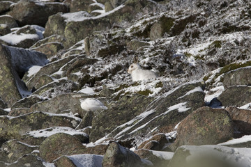 mountain hare, Lepus timidus, close up portrait while sitting, laying on snow during winter in winter/summer coat during autumn/winter on a mountain in the cairngorm national park.