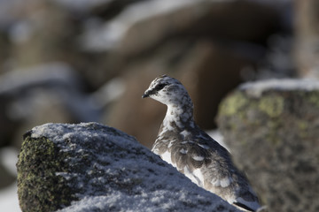 Ptarmigan, Lagopus muta, rock, close up portrait while perched on a mountain side in winter plumage with snow in the cairngorm national park, Scotland.
