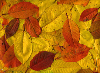 Naklejka na ściany i meble Colorful Autumn Leaves as Background. High Detail. 