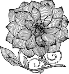 Black and white peony illustration. Elegance of lines