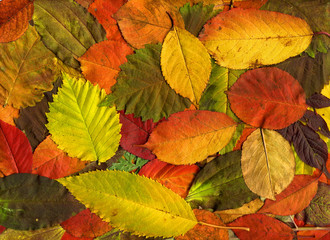 Colorful Autumn Leaves as Background. High Detail. 