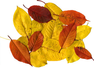 Colorful Autumn Leaves as Background. High Detail. Isolated White.
